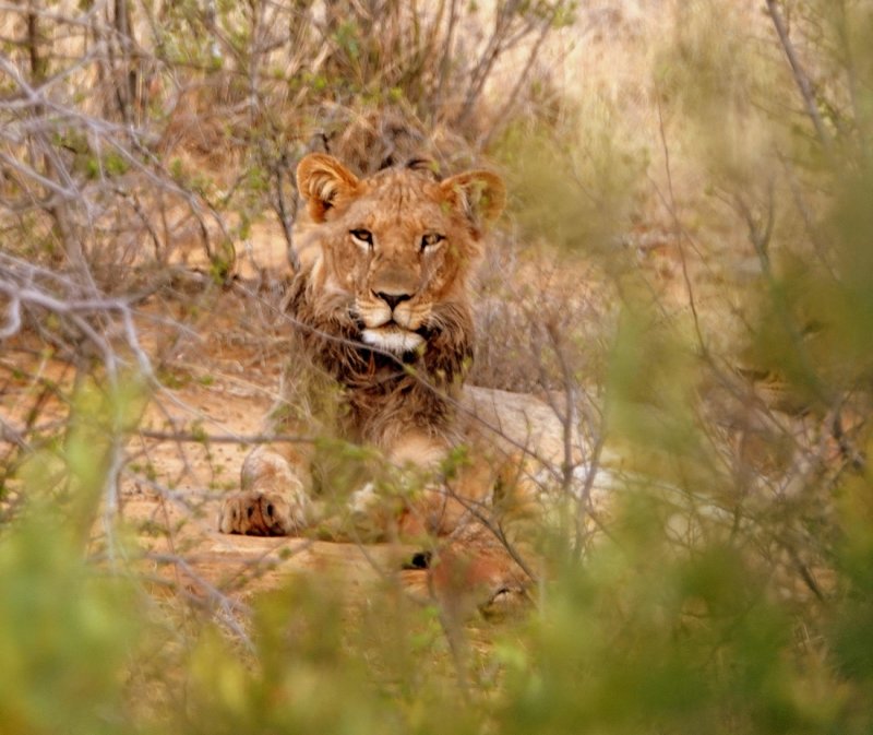 Our first lion sighting of the trip 