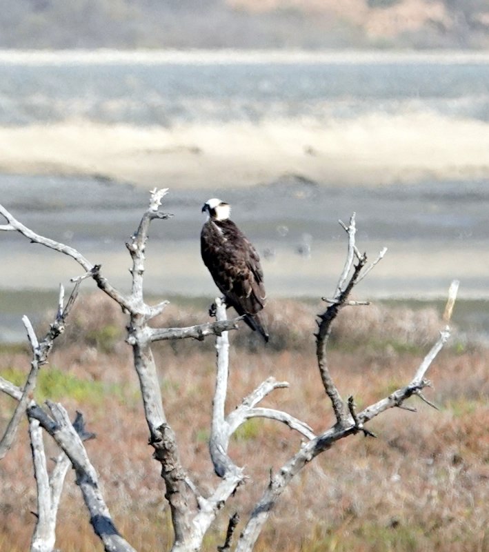 Osprey