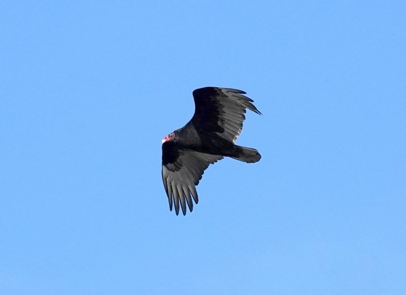 Turkey Vulture