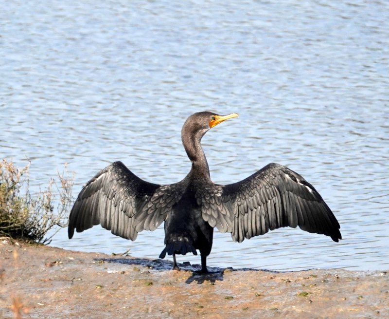 Cormorant drying its wings
