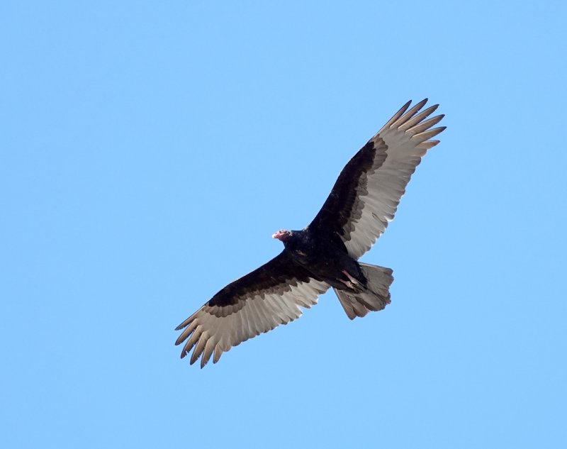 Turkey Vulture
