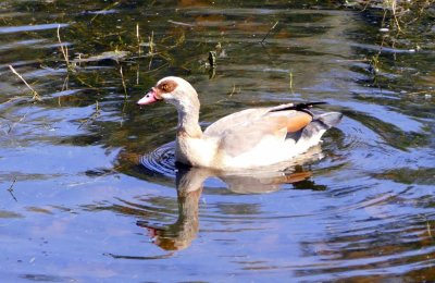 Egyptian Goose