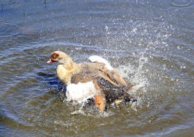 Bathing