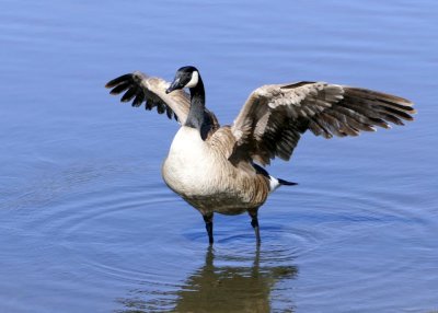 Canada Goose showing his Egypton cousin how it's done