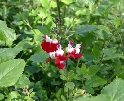 These little blossoms, salvia hot lips, maybe an inch in length, almost look like little birds
