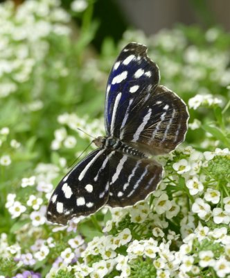 Banded Purple Wing