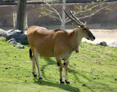 Eland - the largest of the antelope family