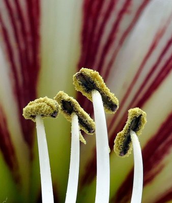 Amaryllis Pollen