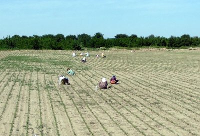 Working the fields