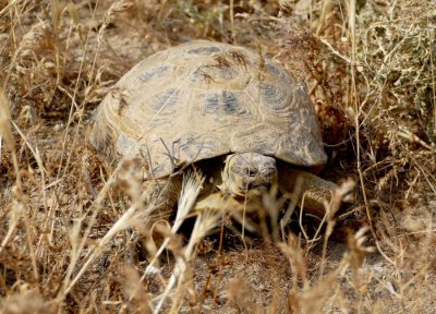 Desert Tortoise