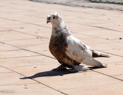 Feathery legged pigeon