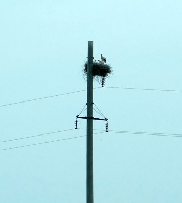 At a couple of river crossings on the way to Tashkent, we spotted storks that built their nests on electric poles