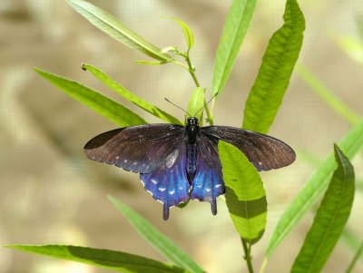 Pipevine Swallowtail