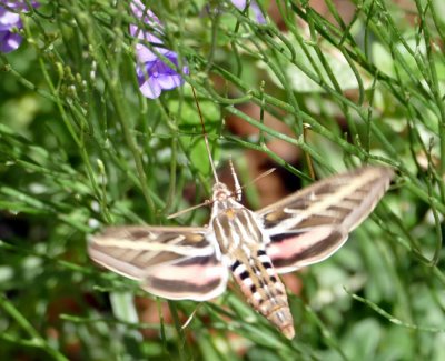 Hummingbird Moth with proboscis straight out just like a hummingbird