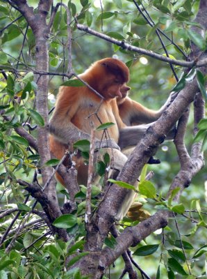 While traveling to the feeding stations we also saw families of Proboscis monkeys