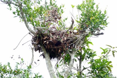 An Orangutan nest
