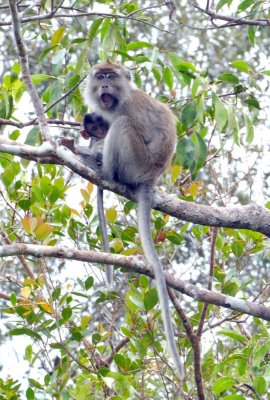 We also saw many long-tailed grey Macaques along the river