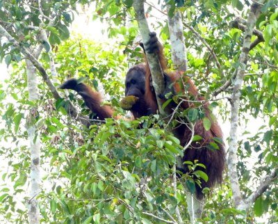 An Orangutan along the river bank eating a jackfruit