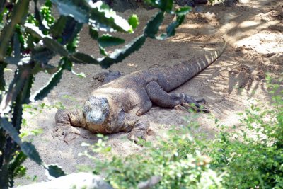 Our first look at a Komodo Dragon