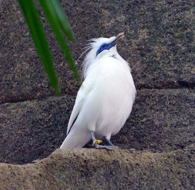 The Bali Starling is the national bird of Bali and is one of the rarest birds in the world