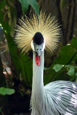 A Grey-crowned Crane having a bad hair day