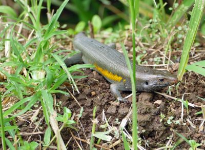 A Balinese Skink