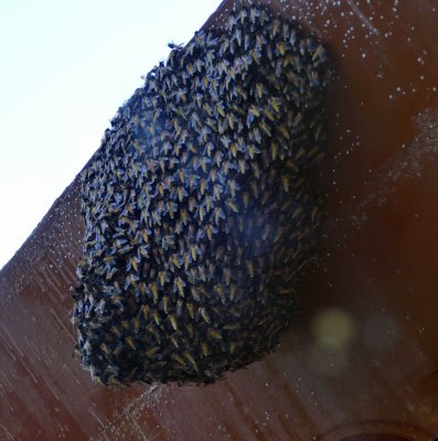 A bee hive at our hotel's roof