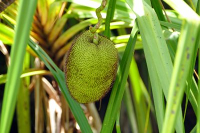 A Jackfruit