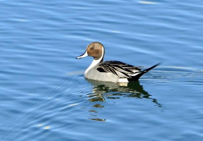 Northern Pintail