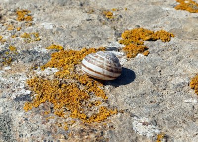  A Spanish Snail