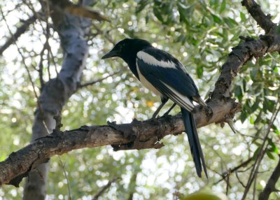  Magpie