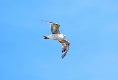  Gulls at Cape Sounion