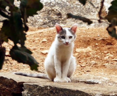 The Fauna of Greece