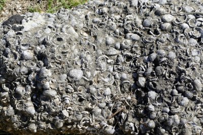  Shells in rock showing that at one time, this area was underwater