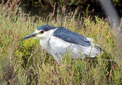 Black-Crowned Night Heron