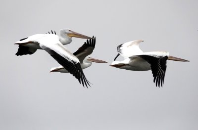 American White Pelican