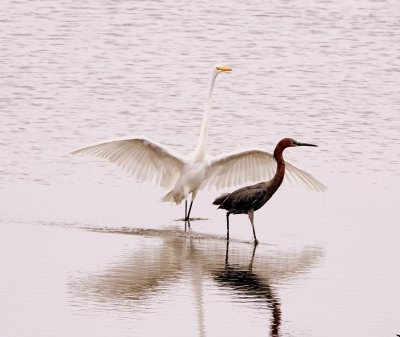 Great Egret and Reddish Egret