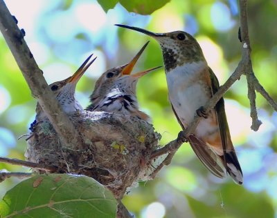 Hummingbirds