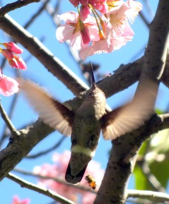 Hummingbirds