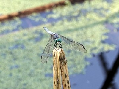 Blue Dasher Dragonfly - approximately 1.5 in length
