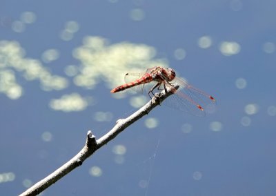 A Variegated Meadowhawk (I think :)