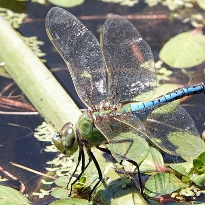 Common Green Darner Dragonfly - approximately 3 in length