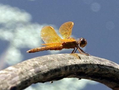 A Mexican Amberwing Dragonfly - approximately 1 in length