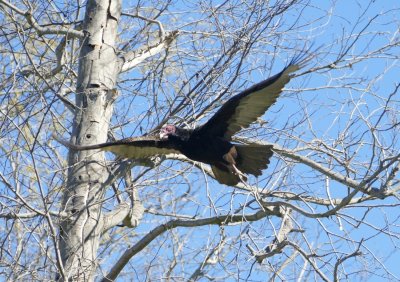 Turkey Vulture