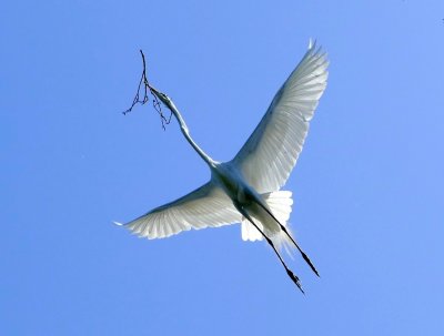 Takng twigs for nest building