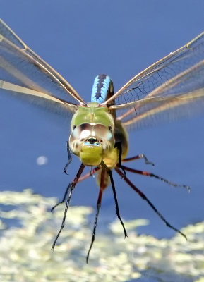Dragonflies