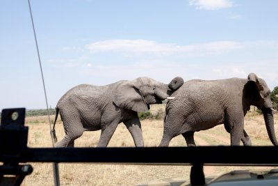 Playing catch the other elephants tail