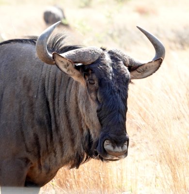 Blue Wildebeest