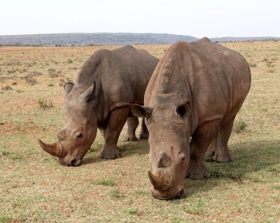 This wildlife reserve is known for its conservation efforts for the White Rhino