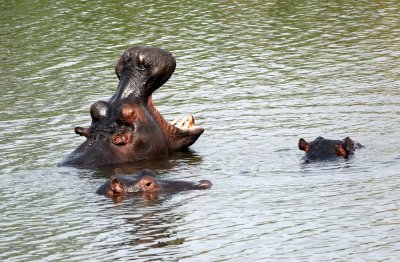 Hippos